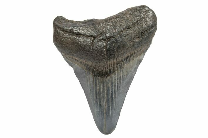 Juvenile Megalodon Tooth - South Carolina #248518